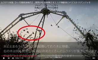 すこやかコーポレーションが公開した動画。乾燥ヒトデが吊り下げられる木に留まろうとしたムクドリが急旋回する様子が映る