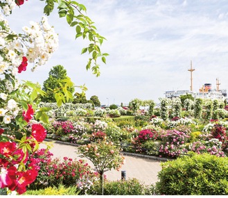 山下公園で約１６０品種、１９００株のバラの競演が港の風景と共に楽しめる「未来のバラ園」(写真は昨年)