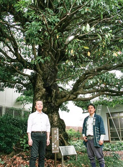 「タブノキ」の前に立つ川邊さん（左）と生駒植木（株）の生駒社長