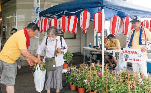 昨年のあさがお市
