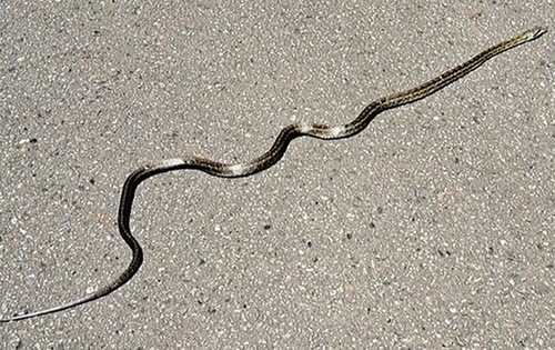 初夏に園路で出会ったアオダイショウ