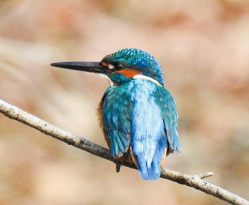 森の中で撮られたカワセミ