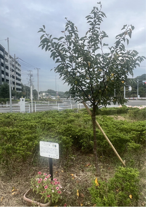 戸塚区・舞岡熊之堂付近 シドモア桜、場所変え成長 地元緑化団体が日々管理