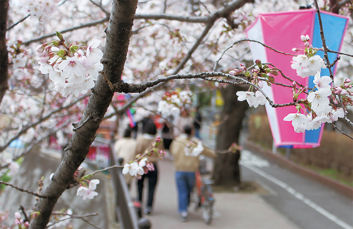 柏尾川の桜で春満喫