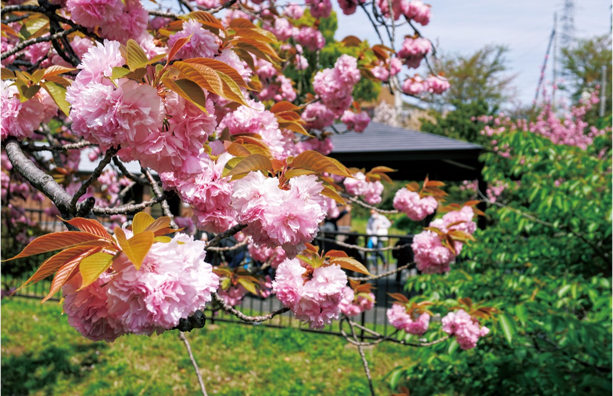春らんまんの八重桜