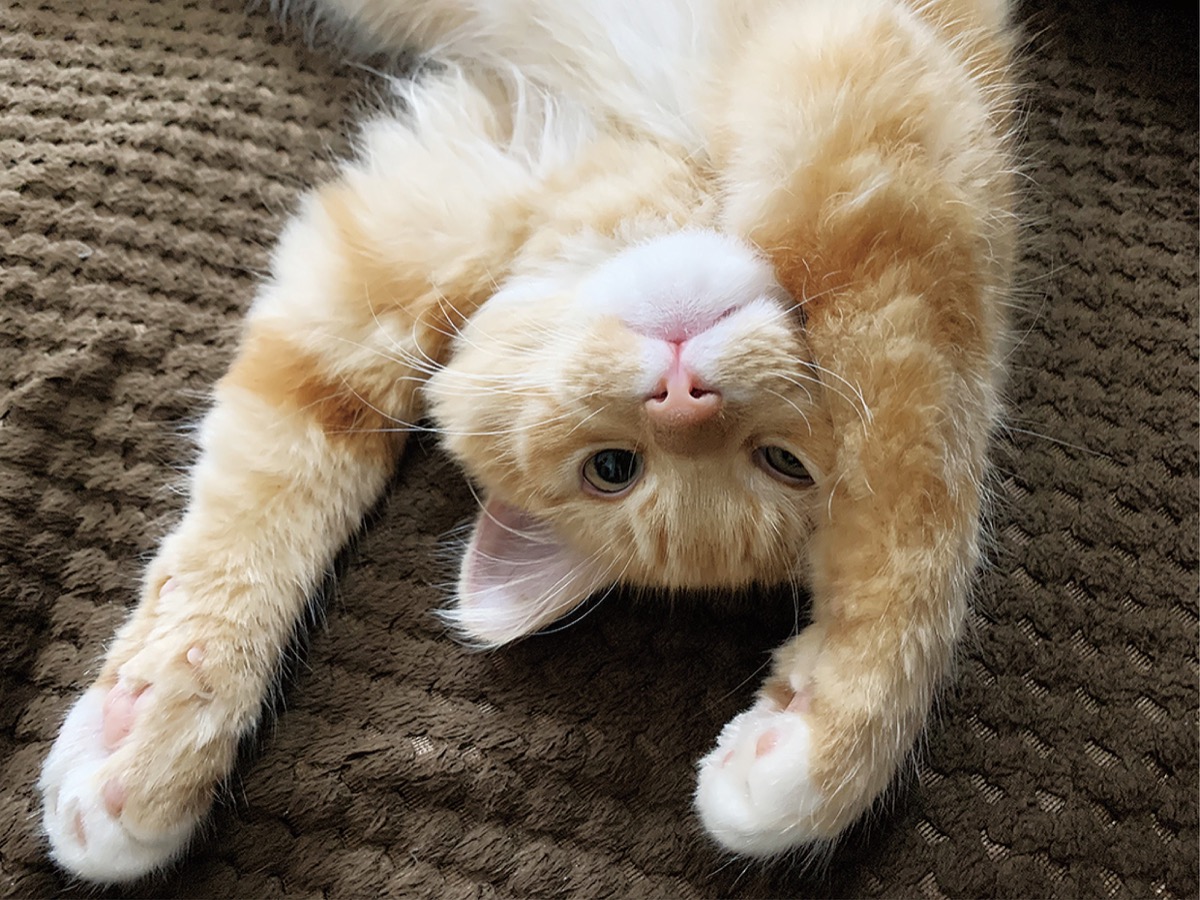 とつか動物園コーナー　Vol.１