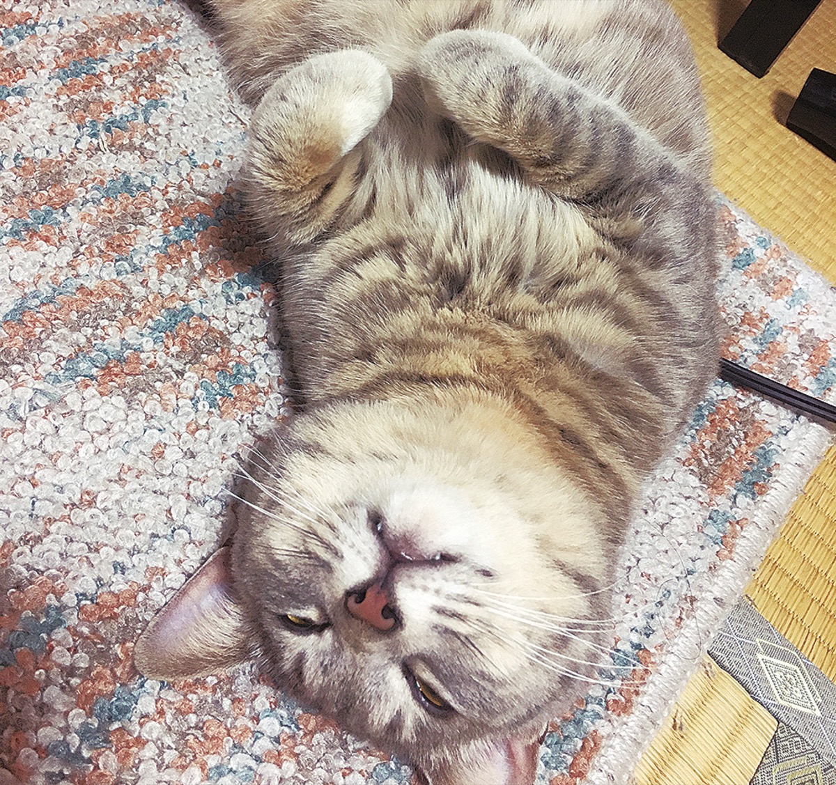 とつか動物園コーナー　Vol.3