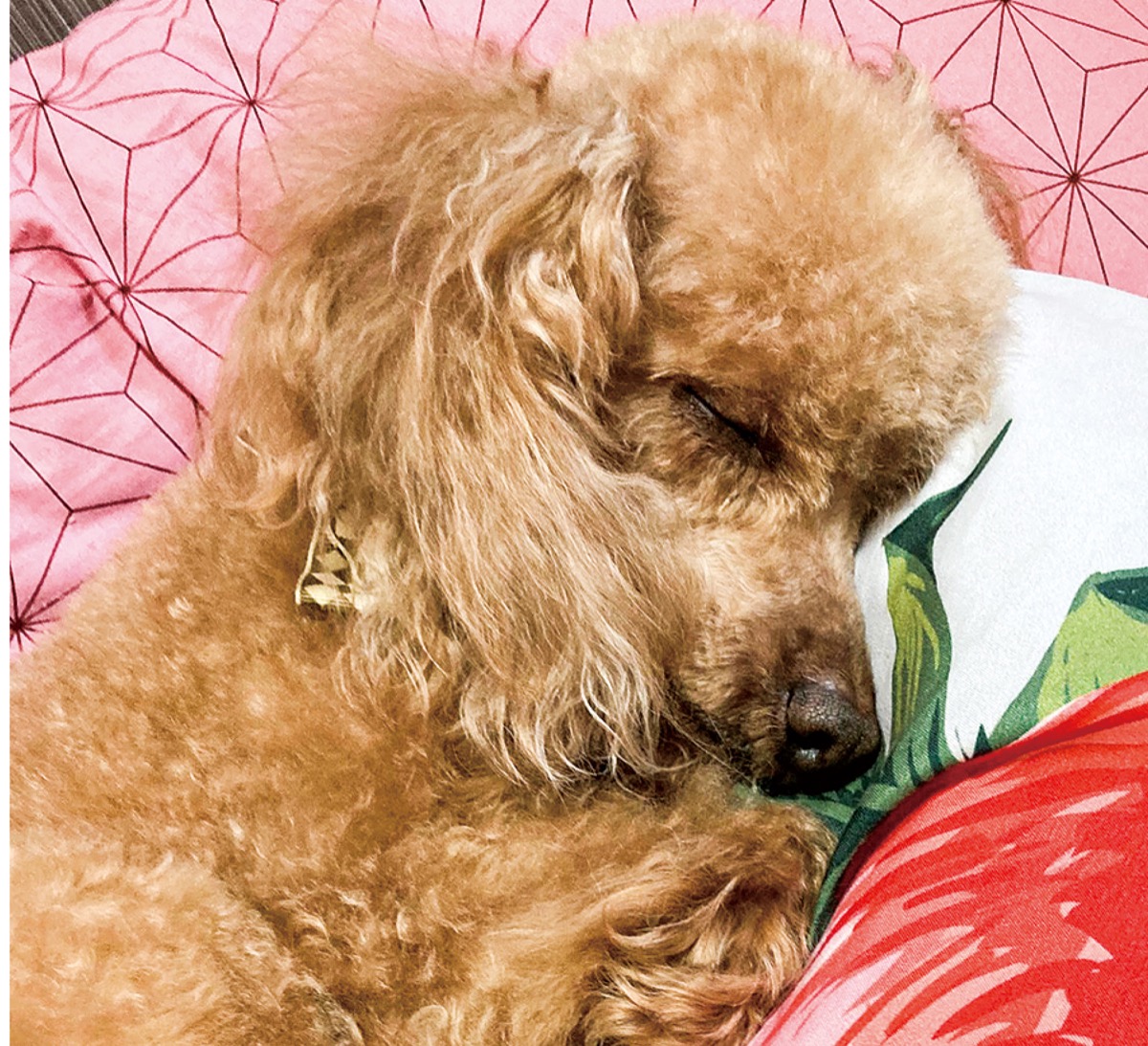 とつか動物園コーナー　Vol.４