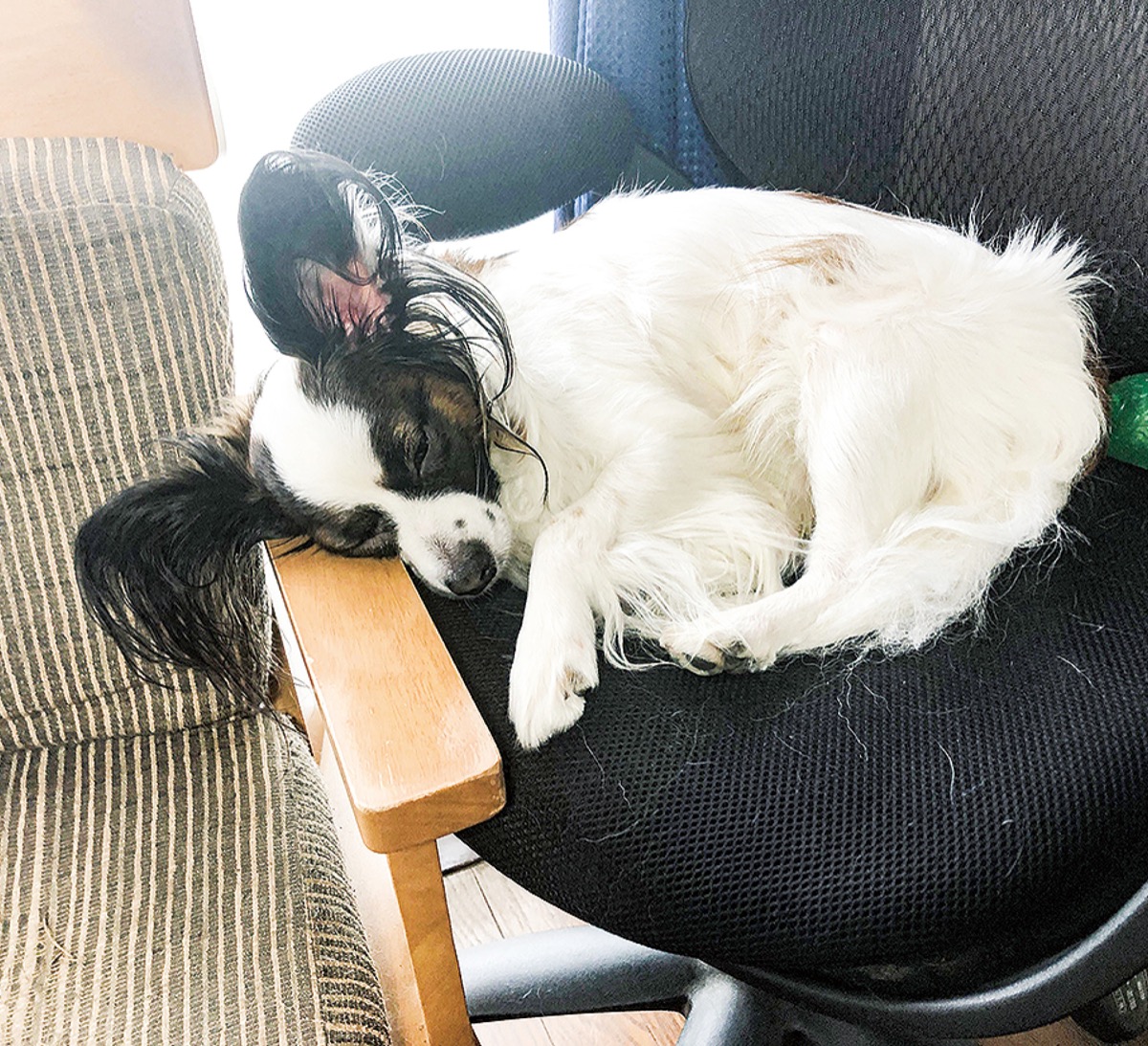 とつか動物園コーナー　Vol.5