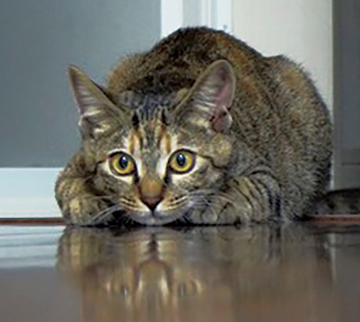 とつか動物園コーナー　Vol.７