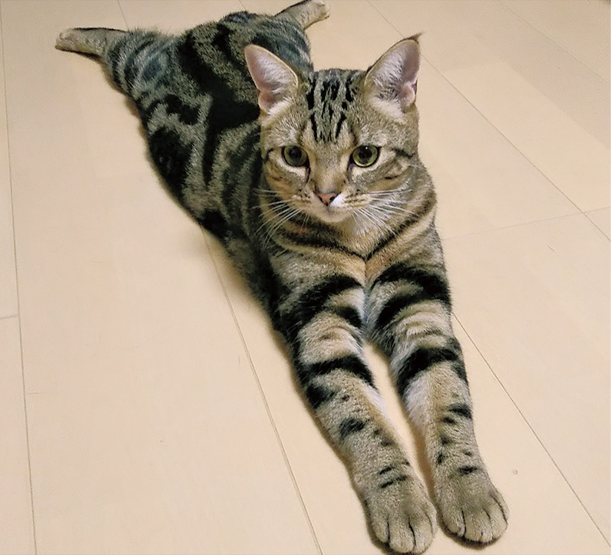 とつか動物園コーナー　Vol.８