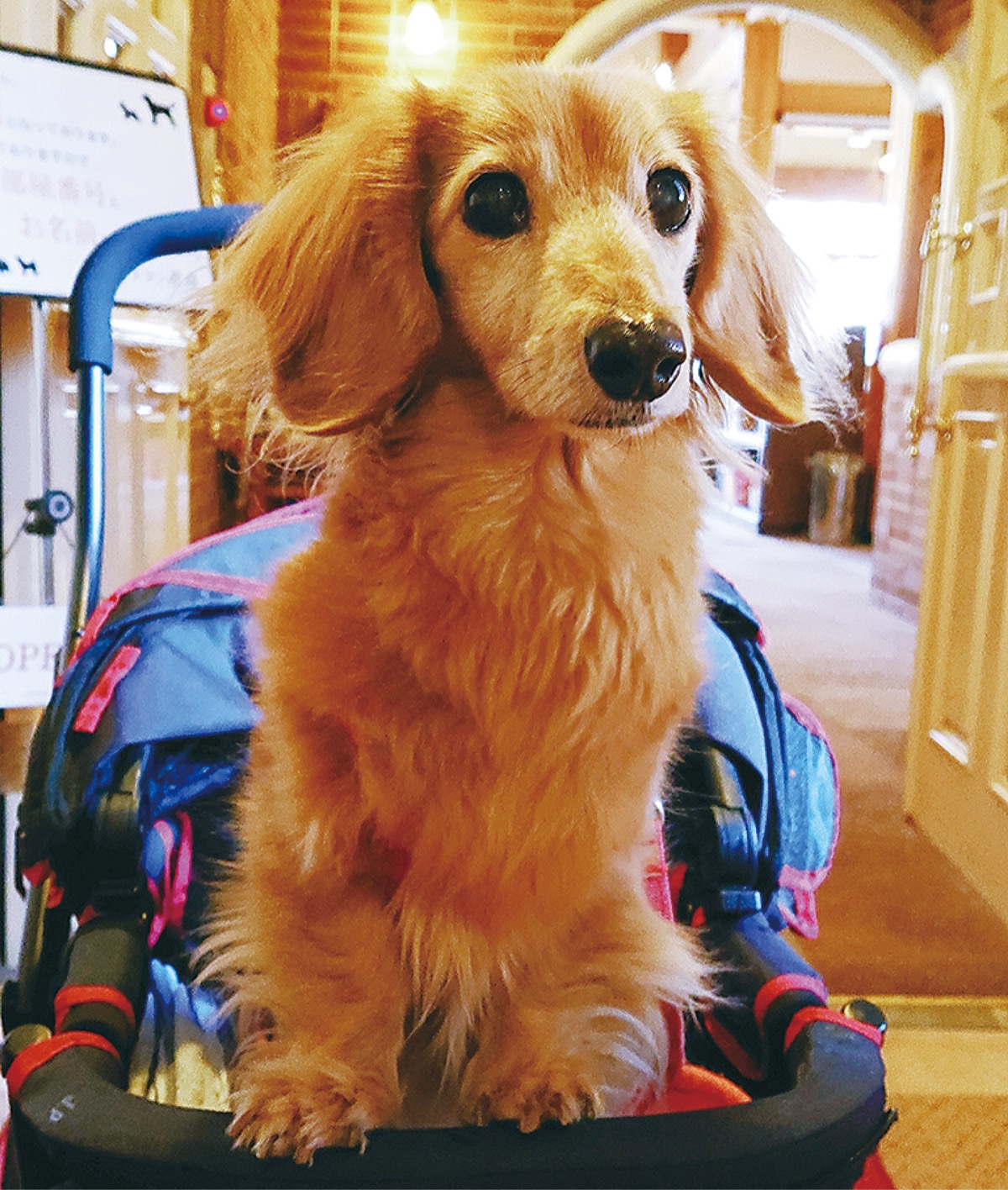 とつか動物園コーナー　Vol.９