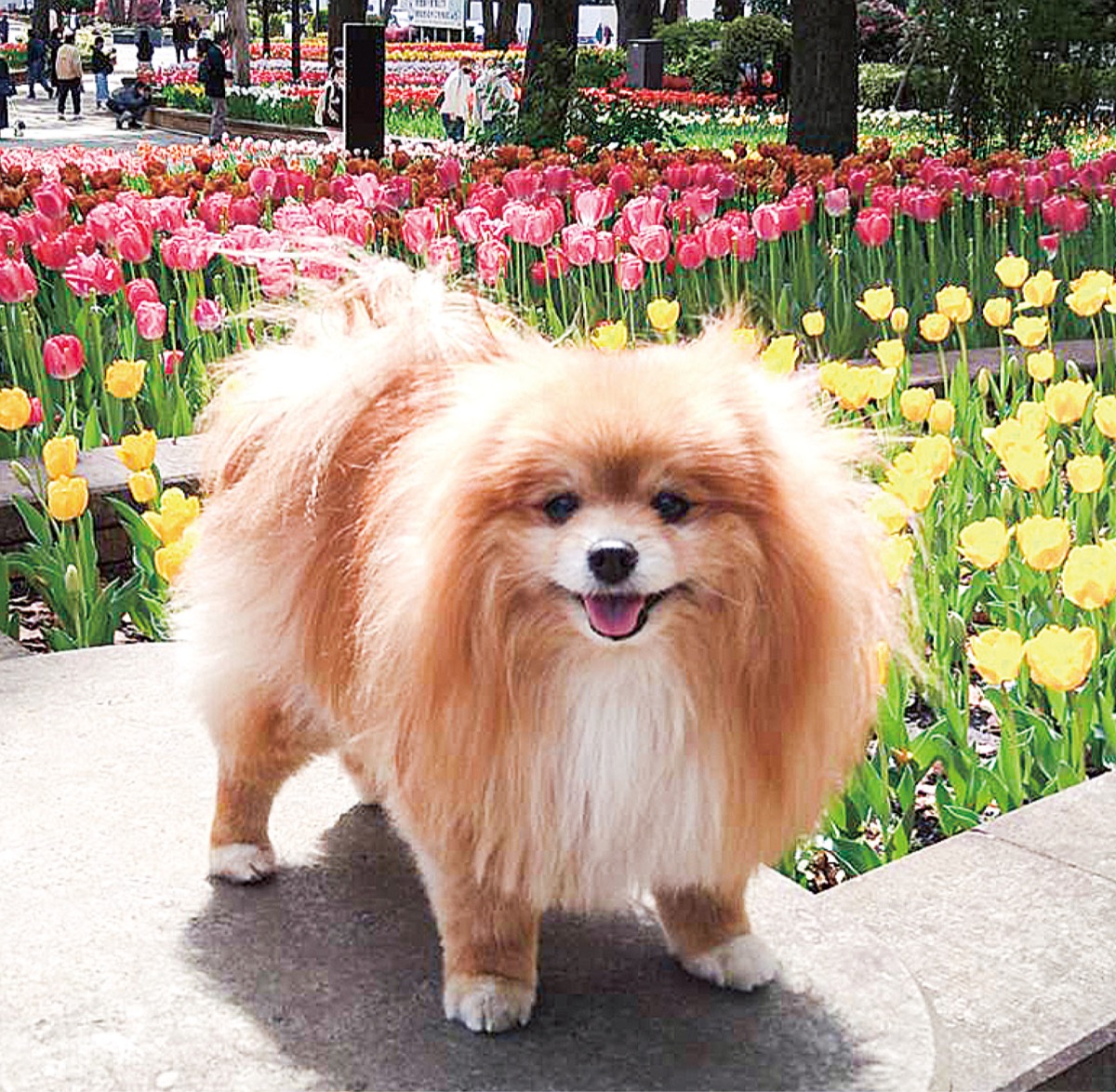 とつか動物園コーナー Vol 10 戸塚区 タウンニュース