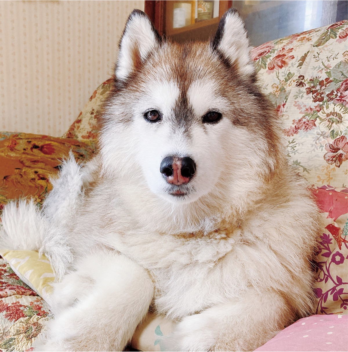 とつか動物園コーナー　Vol.12