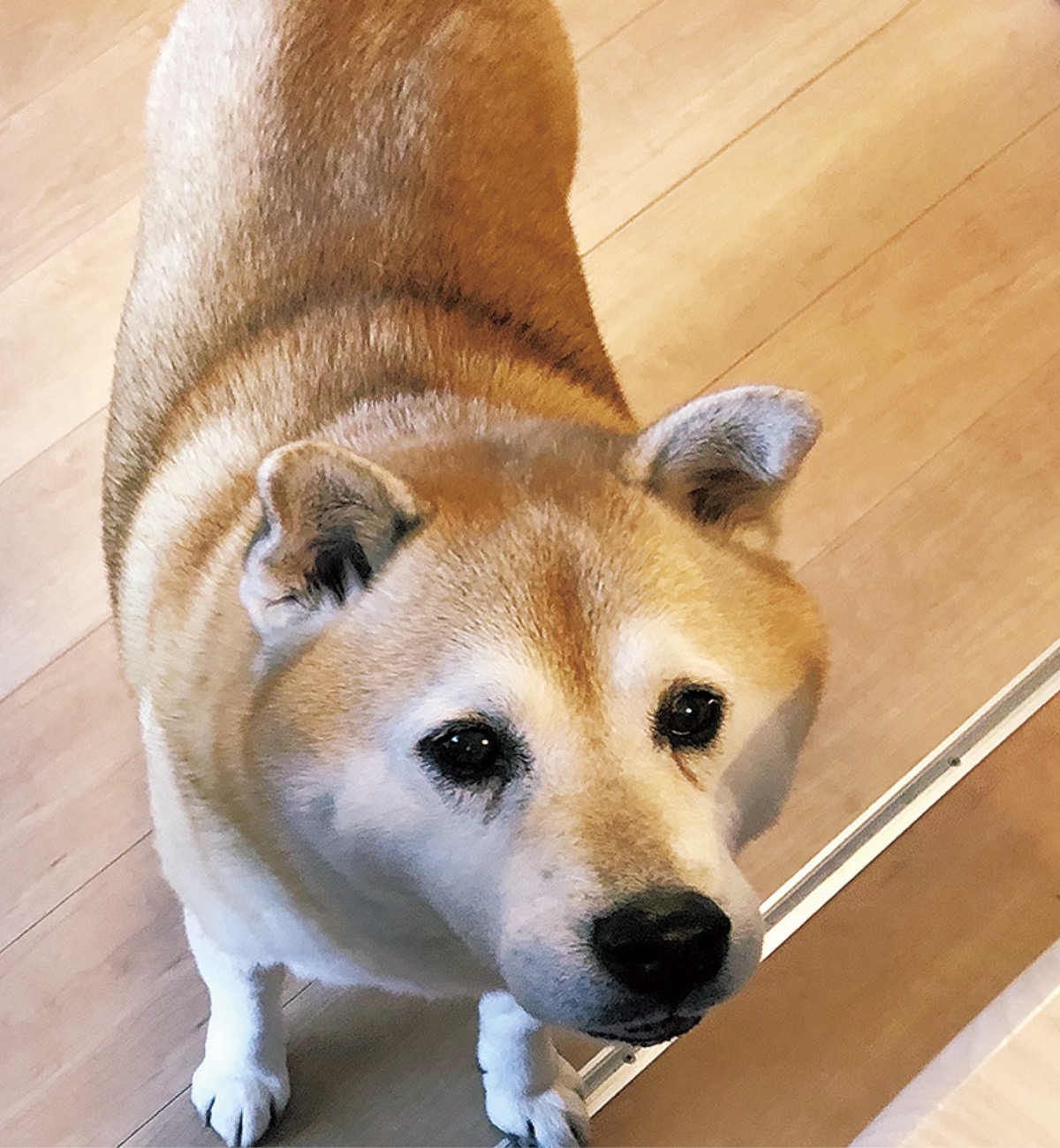 とつか動物園コーナー　Vol.16