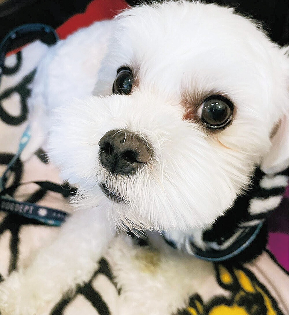 とつか動物園コーナー　Vol.17