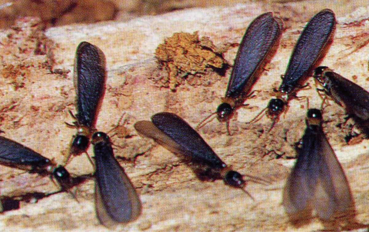 他社との相見積もりｏｋ シロアリ生息調査は無料 創業35年以上の老舗業者 明誠 戸塚区 タウンニュース