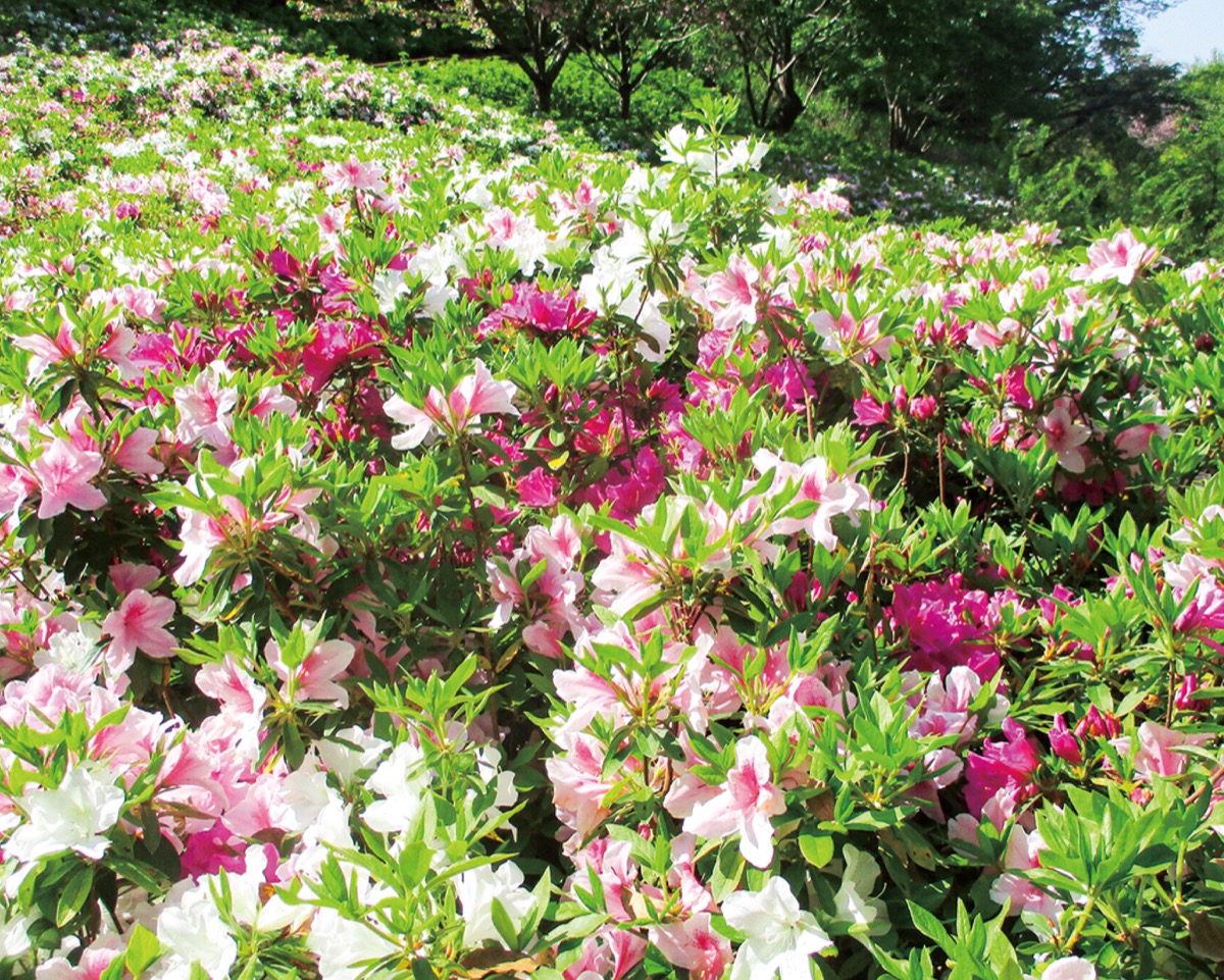 色とりどりの｢つつじ祭り｣