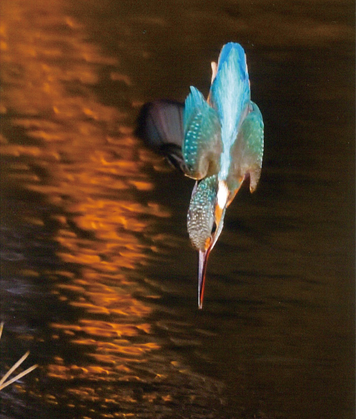 飛ぶ宝石｣ 追う望遠レンズ 谷矢部池公園 カメラ愛好家 集結 | 戸塚区