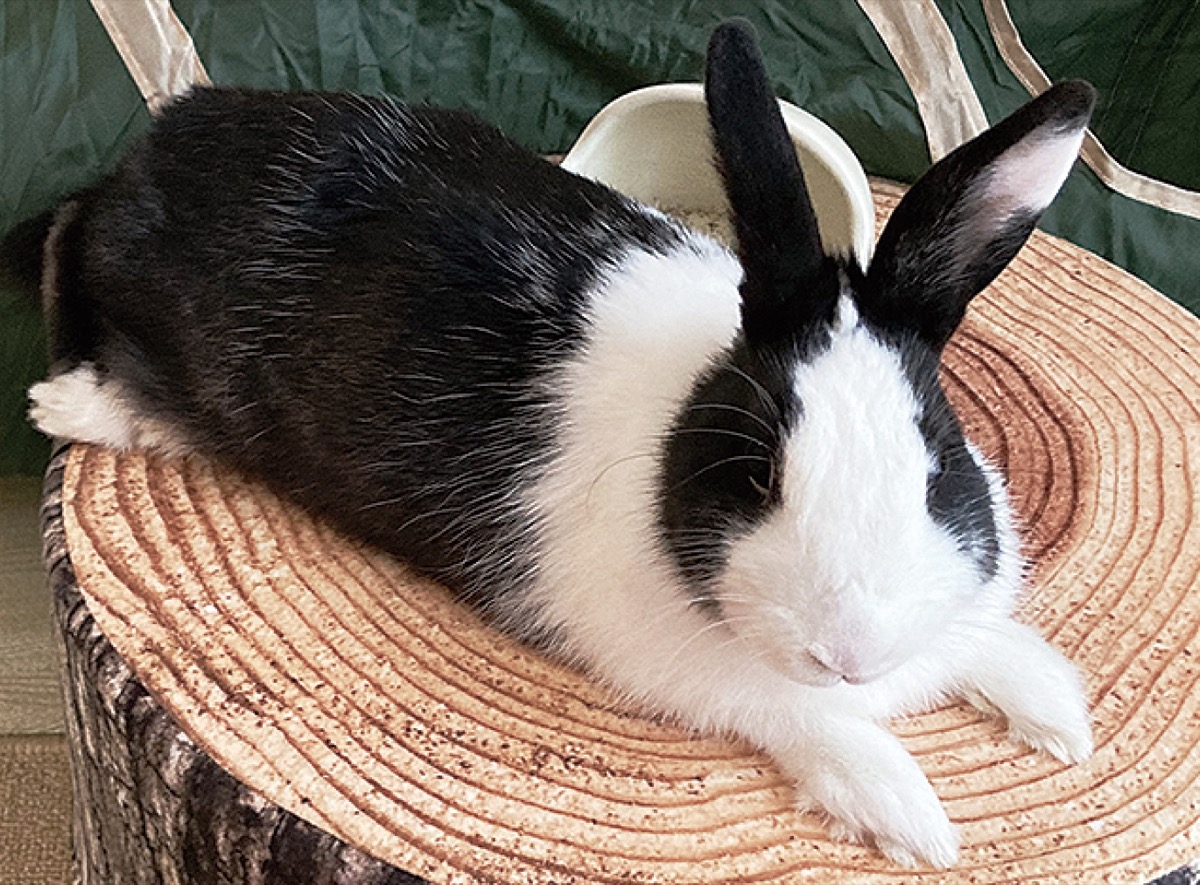 とつか動物園コーナー　Vol.19