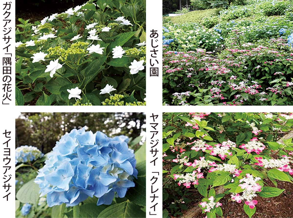 梅雨を彩る｢あじさい祭り｣