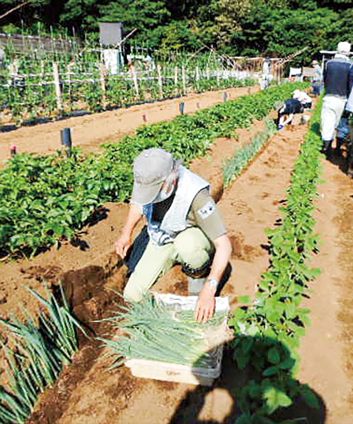 ネギ１万本を植え付け 東俣野の市民農園 戸塚区 タウンニュース