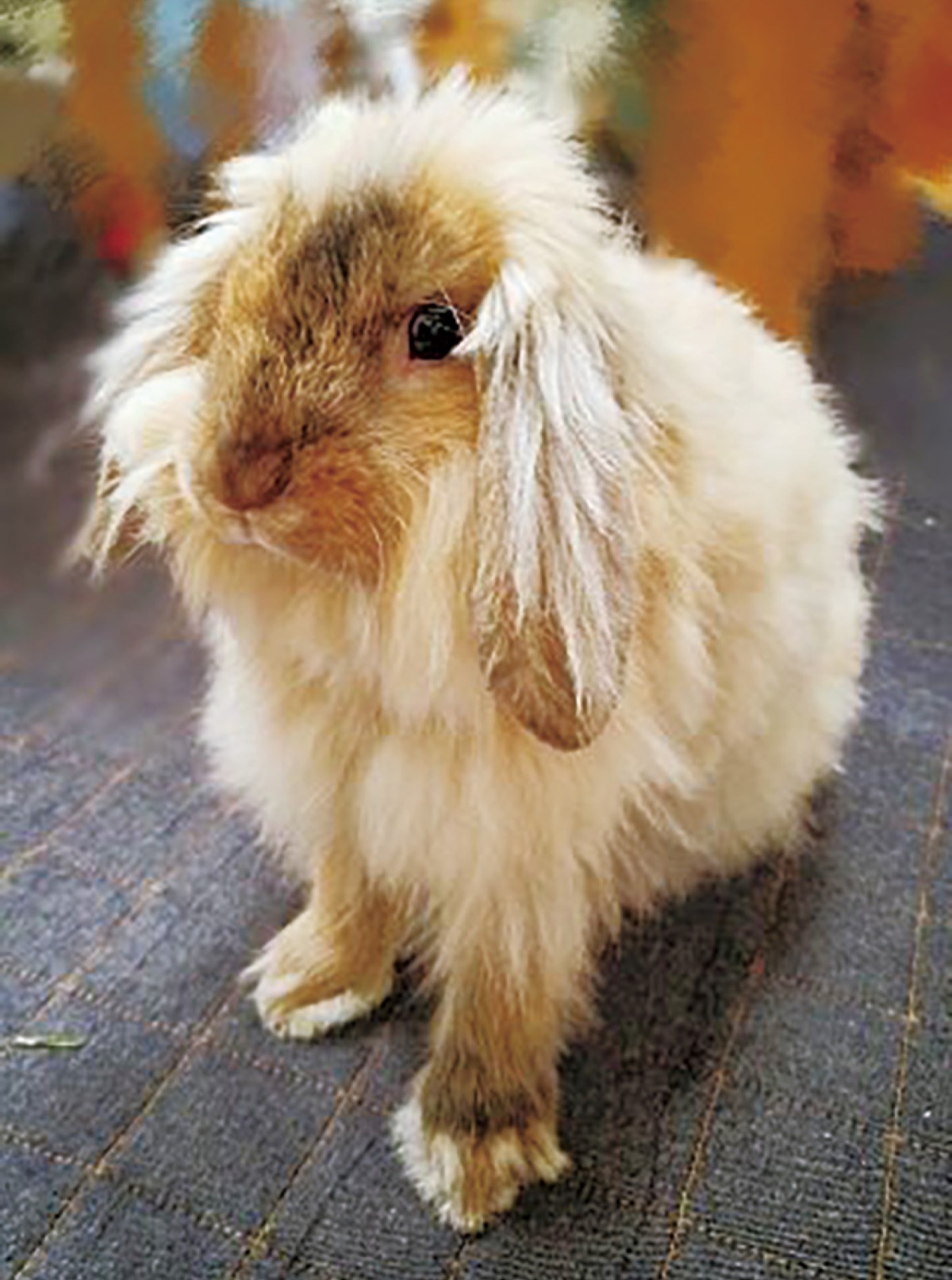 とつか動物園コーナー　Vol.21