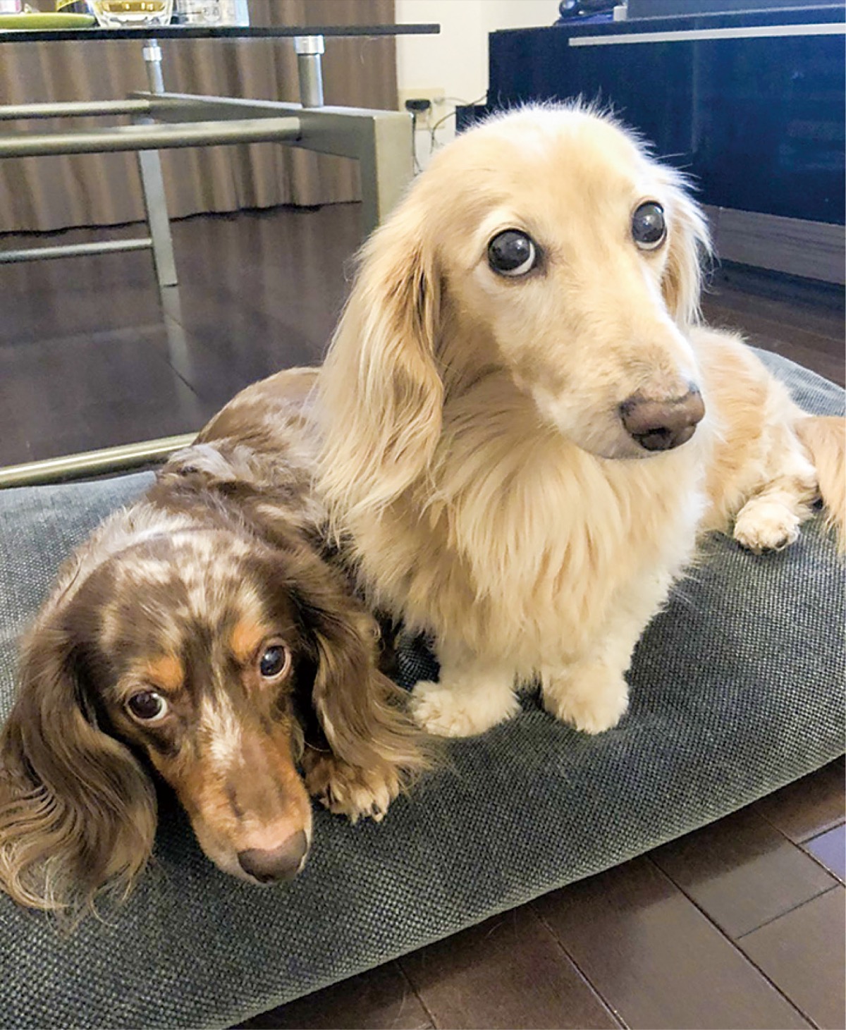 とつか動物園コーナー　Vol.23