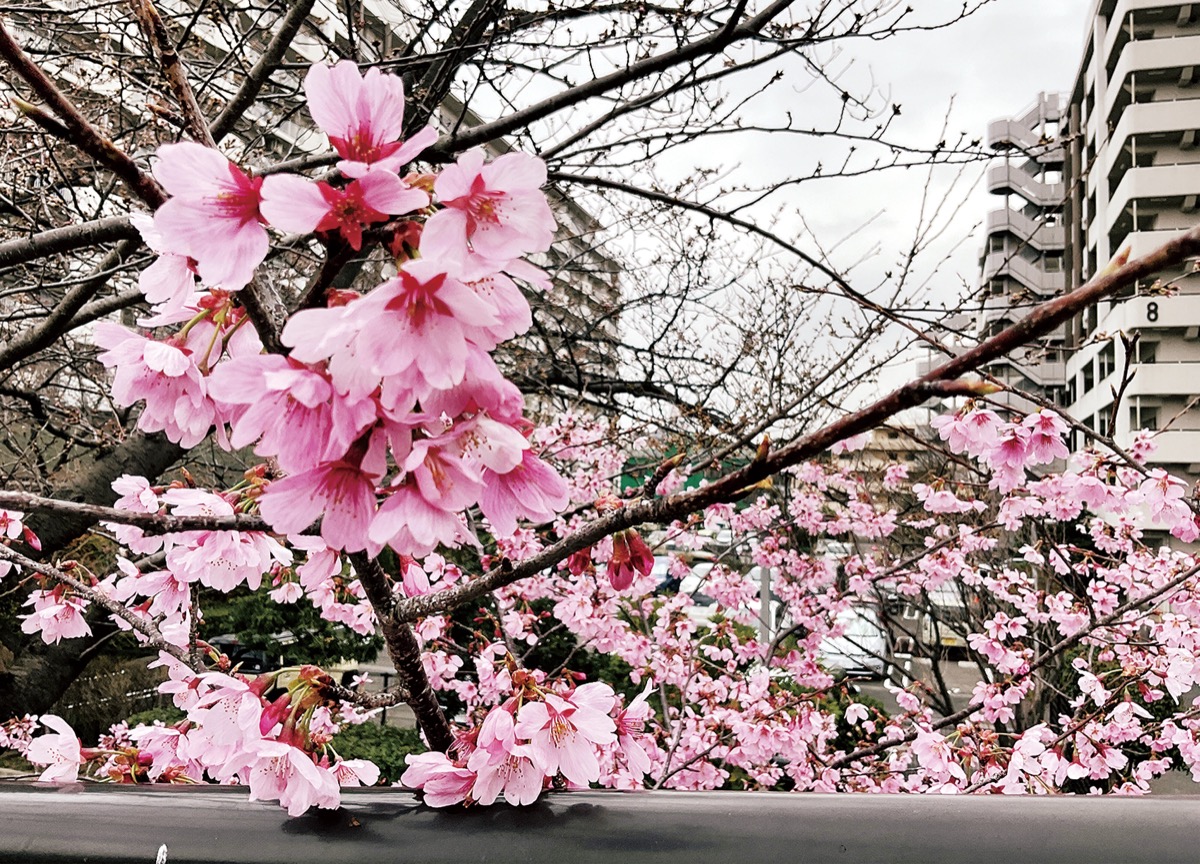 柏尾川プロムナードに咲く河津桜（＝３月17日時点）