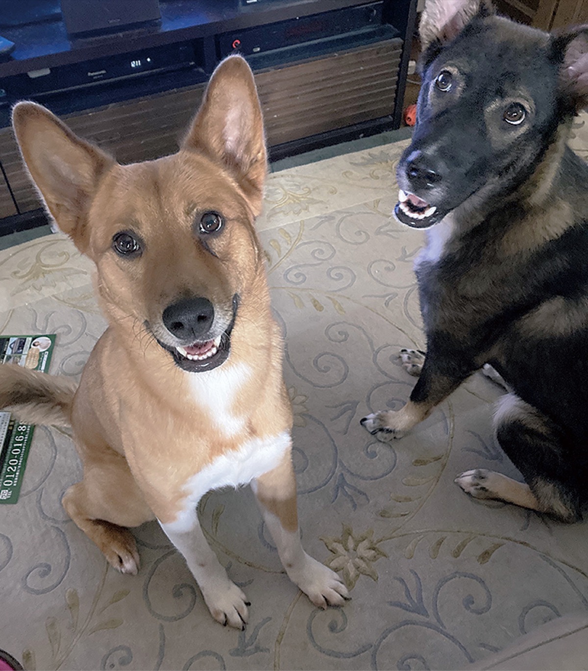 とつか動物園コーナー　Vol.26