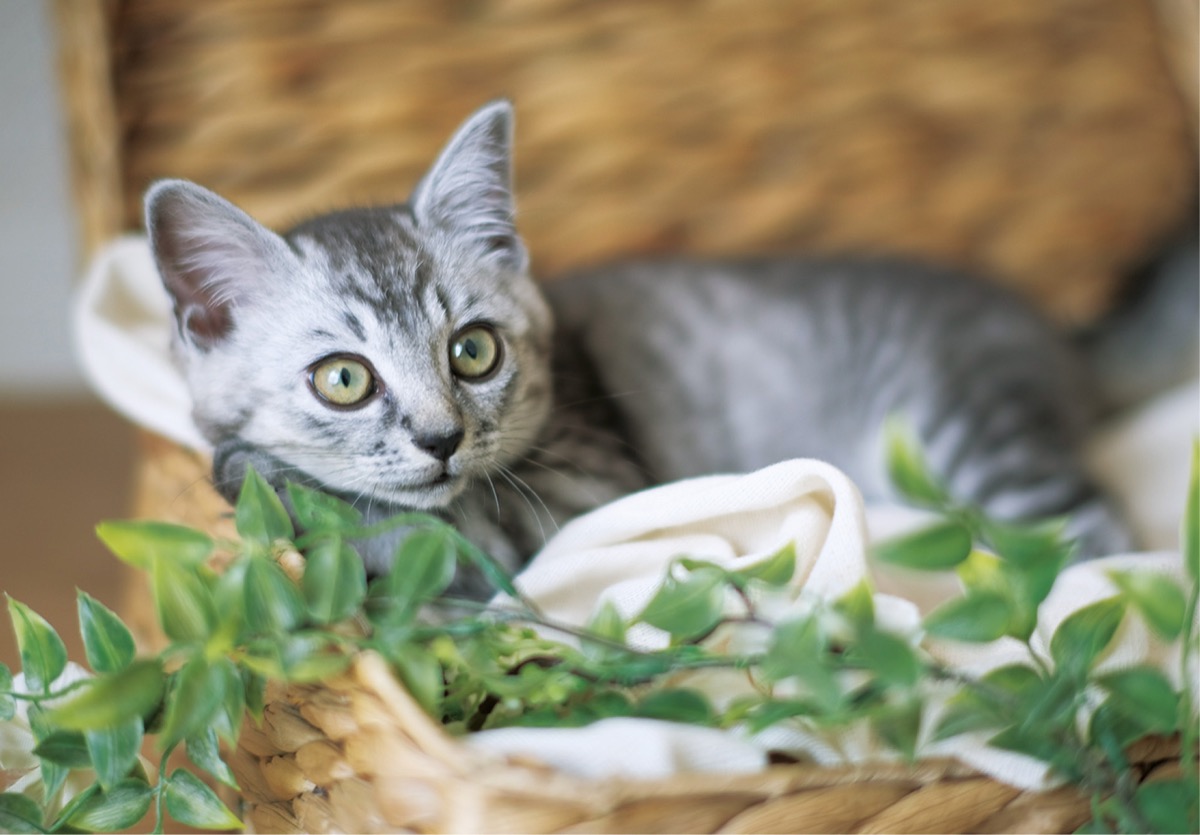 とつか動物園コーナー　Vol.28