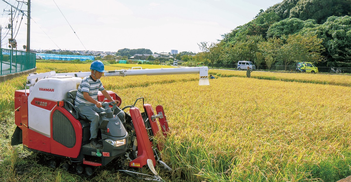 泉の水田に収穫の秋