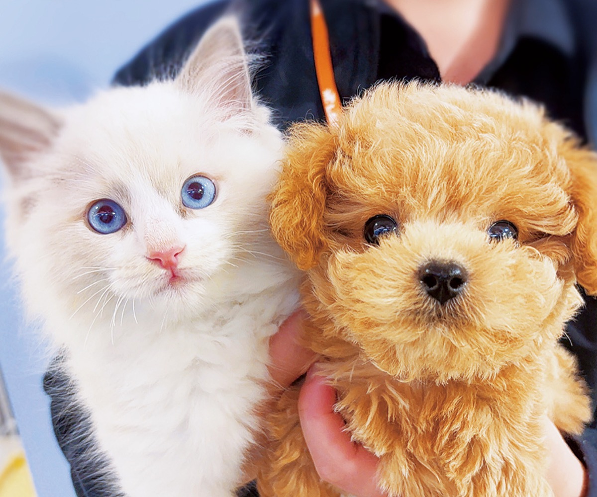 ｢ラビータ｣が初出店