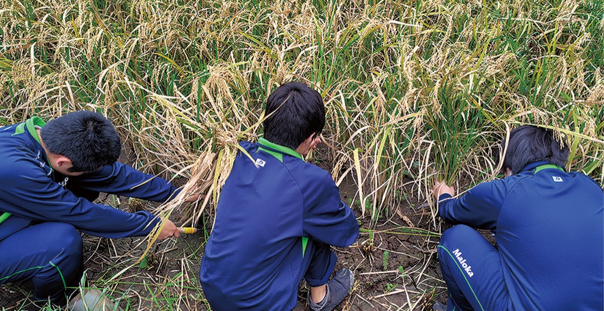 初の合同稲刈り体験