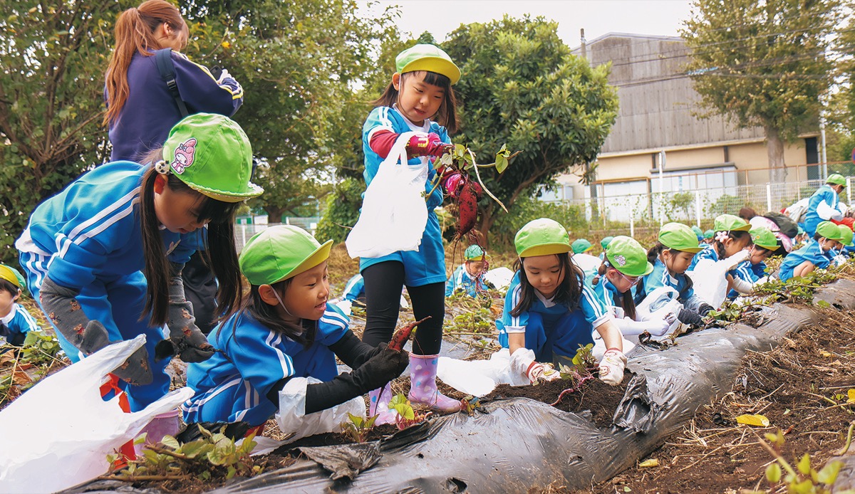 園児が畑で芋掘り