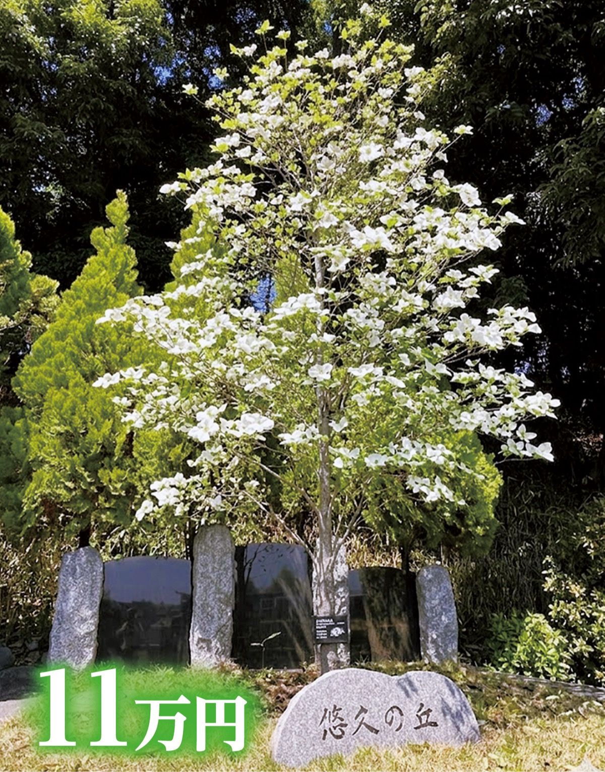 リーズナブルさが人気の樹木葬「悠久の丘　合祀墓」