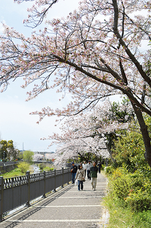 いたち川沿いの桜（４月５日撮影）