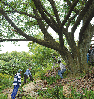 大島桜の木の下で作業を行うボランティアたち