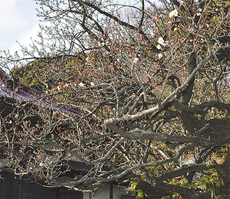 樹齢200年近くを誇る梅の木（2月4日撮影）
