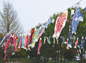 笠間町公園の鯉のぼり（４月16日撮影）