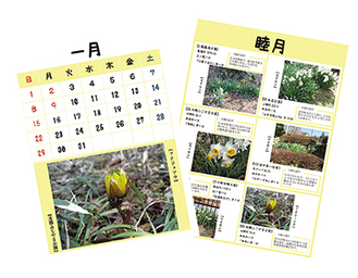 各月で数種類の樹木や花などを紹介