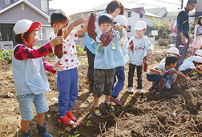 サツマイモとれたよ