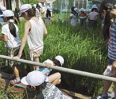 復興支援米「実り」間近