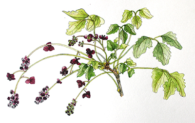 植物の魅力 水彩で描く