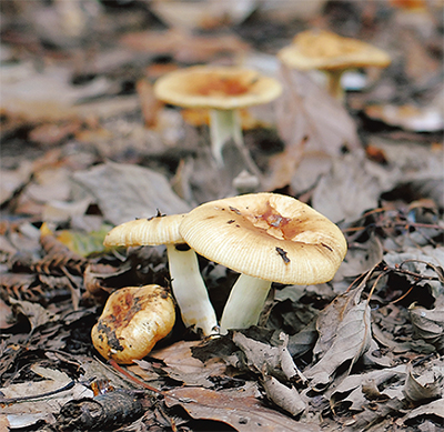 「触れない、持ち帰らない」