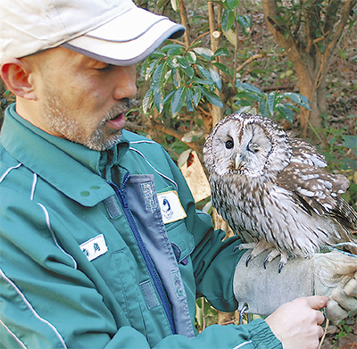 横浜で生きるフクロウ