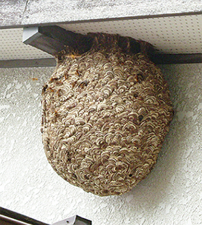 ８〜９月のスズメバチの巣は30cm以上になることも