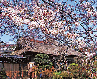 円通寺客殿と門前の桜