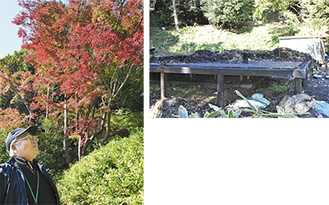イロハモミジなどが庭園を彩る＝写真上＝、全焼した画室跡＝同右上