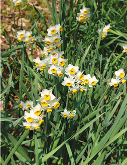 季節の花 1 スイセン ギリシャ神話ナルシスの恋 日本自然保護協会自然観察指導員金子昇 富岡西在住 金沢区 磯子区 タウンニュース